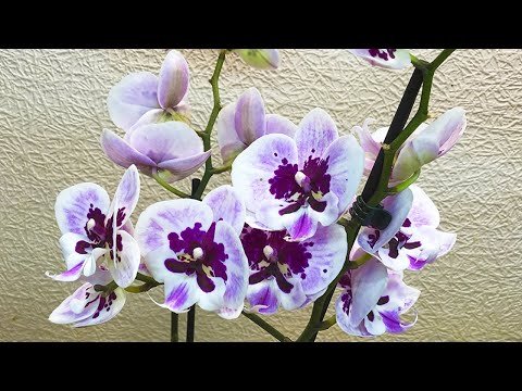 Видео: Поехал за ОДНОЙ орхидеей, а ПРИВЕЗ  аж 4 ШТУКИ!  Вот это съездил на ЗАВОЗ