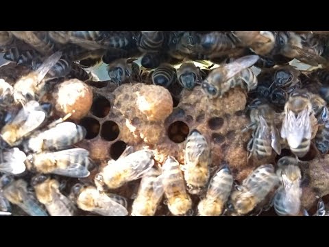 Видео: Найпростіший спосіб виведення матки .