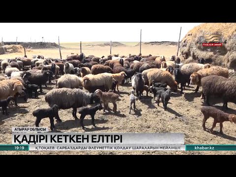 Видео: Атырау облысында асыл тұқымды қой өсірумен айналысатын шаруашылық бар