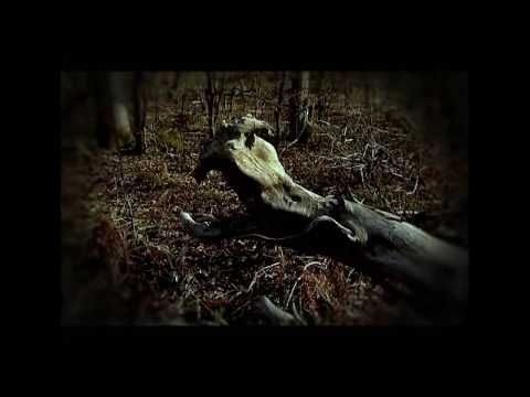 Видео: Приморье with love НЛО