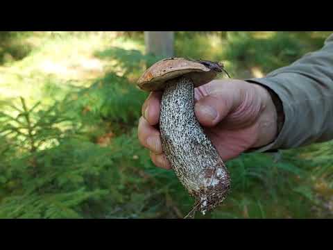 Видео: Эстония.В августовский лес на тихую охоту по грибы,по ягоды...
