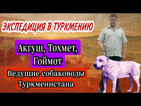 Видео: История Туркменского алабая глазами очевидца / Легенды породы