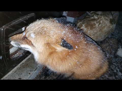 Видео: Алиса - лиса. Снежный вечер