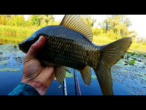 Видео: 🐟ОЦЕ ТАК ЛАПТІ. КРУПНЯК на ПОПЛАВОК!! На що Ловити КАРАСЯ!? Ловля карася. 🎣 Рибалка на поплавок.