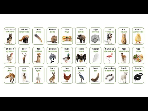 Видео: АНГЛИЙСКИЕ СЛОВА (ЖИВОТНЫЕ ANIMAlS) часть 1