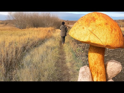 Видео: Нашли ГРИБЫ прямо в ПОЛЕ! Такого никто не ожидал!