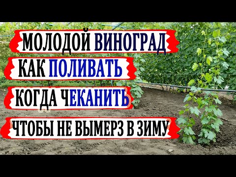 Видео: 🍇 Август! Без ЭТИХ ПОЛИВОВ и ПОДКОРМОК Ваши саженцы и молодые кусты винограда не вызреют и погибнут.