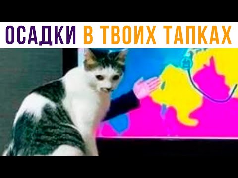 Видео: Ожидаются осадки в твоих тапках) Приколы с котами | Мемозг 597