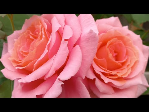 Видео: Институт Люмьер и пышное цветение розария!