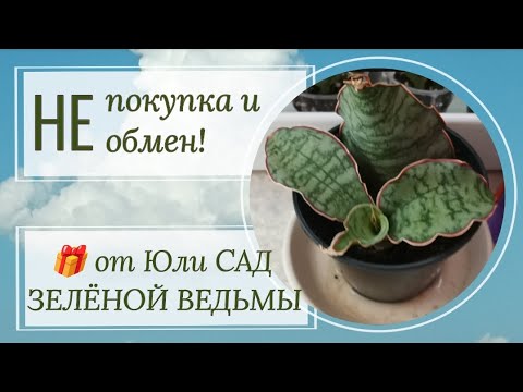 Видео: 🎁 от Юли Yuliya Natal - САД ЗЕЛЁНОЙ ВЕДЬМЫ. Распаковка посылки.