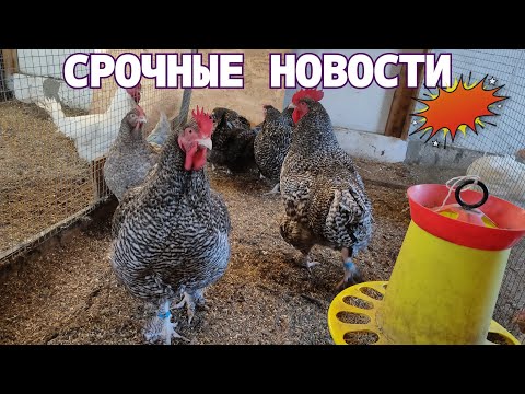 Видео: СРОЧНЫЕ НОВОСТИ! Не можем молчать. Текущие дела в хозяйстве.