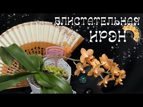 Видео: Орхидея-капризница? Ascps.Irene Dobkin' Elmhurst'