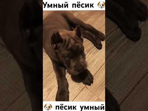 Видео: Умный пёсик 🐶!!!!