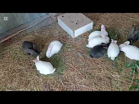 Видео: Борюсь с болезнью спасаю малышей