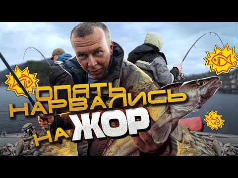 Видео: НАТАСКАЛИ ПО ПОЛНОЙ! Рыбалка в Норвегии с берега.