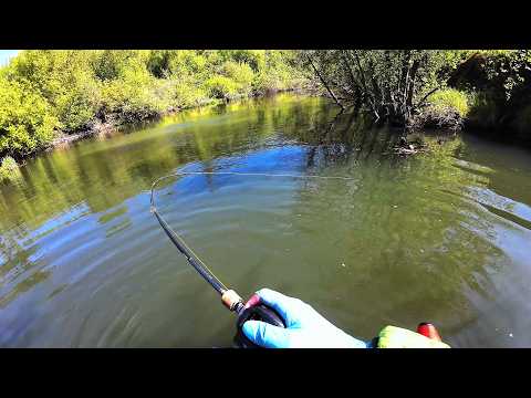 Видео: МОНСТРЫ малой  РЕКИ ГНУТ УДОЧКИ. НЕОЖИДАННО...ЧТО ЗА??!!!!!! Рыбалка на лесной реке