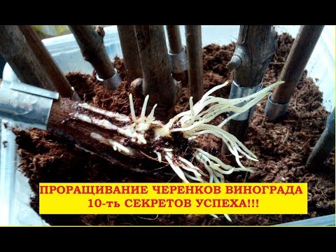 Видео: Проращивание черенков винограда в субстрате. 10-ть секретов успеха!