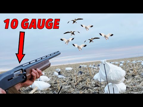 Видео: ОХОТА НА СНЕЖНЫХ ГУСЕЙ ИЗ 10-ГО КАЛИБРА!! (231 птица)
