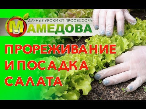 Видео: Листовые салаты в Подмосковье.