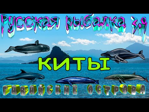 Видео: Русская рыбалка 3.99.  КИТЫ Кохола