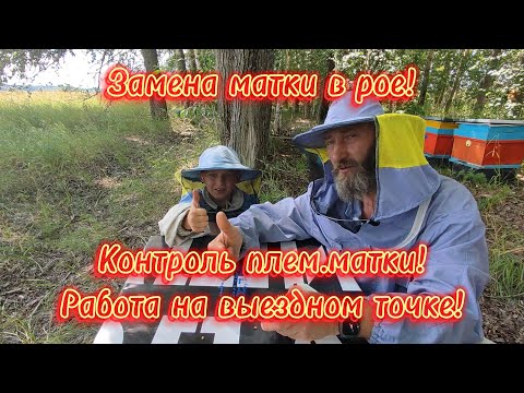 Видео: Замена матки в рое! Контроль плем.матки! Работа на выездном точке!