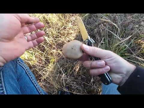 Видео: Сбор грибов