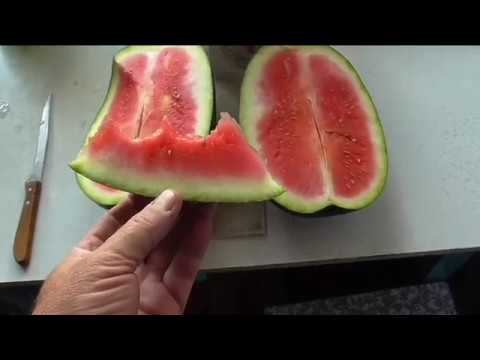 Видео: Арбуз ПОДМОСКОВНЫЙ ЧАРЛЬСТОН F1, описание, опыт выращивания.