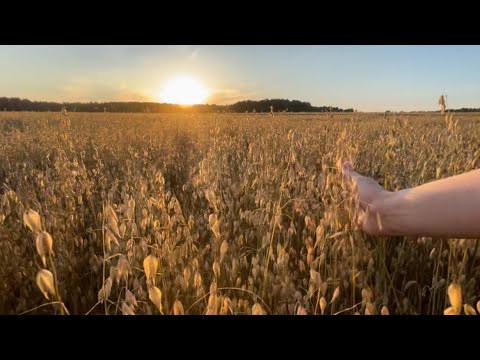 Видео: ПРОГУЛКА ПО ДЕРЕВНЕ | ПОЛЕ | ПРИРОДА | ЗАКАТ | ОРИГИНАЛЬНЫЙ ЗВУК