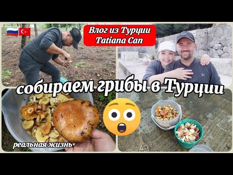 Видео: Влог из Турции/поехали в лес за грибами/собираем грибы в Турции/реальная жизнь