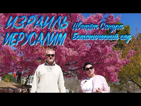 Видео: Израиль | Иерусалим | Цветёт сакура | Ботанический сад|  Israel | Jerusalem | Sakura blossoms