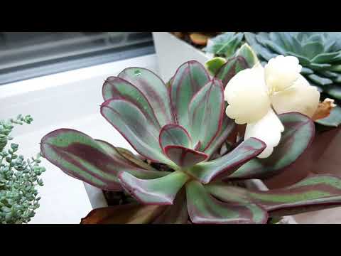 Видео: 1.Каланхоэ Федченко.Спонтанная мутация.2.Эхеверия Нодулоза.Обзор.