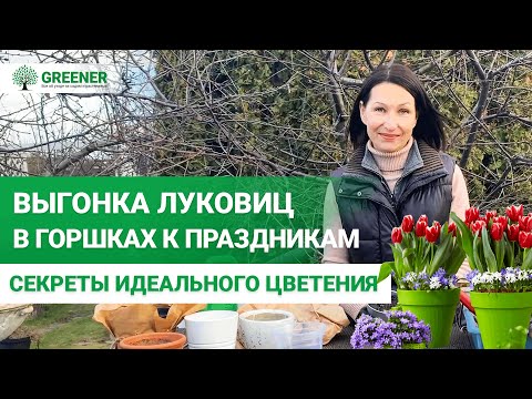Видео: ЛУКОВИЧНЫЕ в ГОРШКАХ и НА ВЫГОНКУ! Как и когда сажать? МНОГОЯРУСНАЯ посадка!