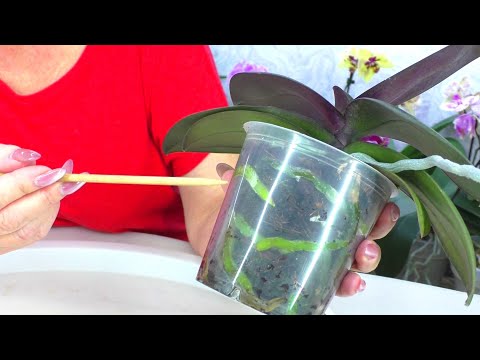 Видео: Что производитель добавил в горшок чтобы орхидея выросла и ЗАЦВЕЛА? Как пересадить орхидею?