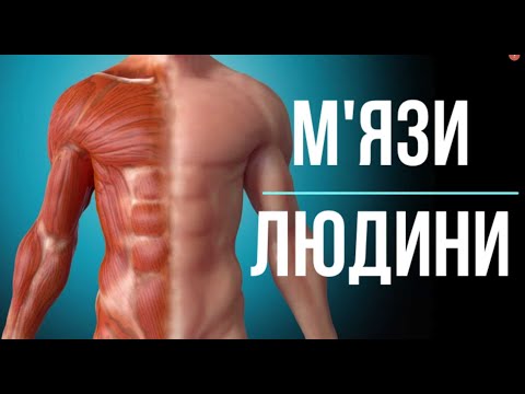 Видео: М'язи / Будова м'язів / Робота м'язів.