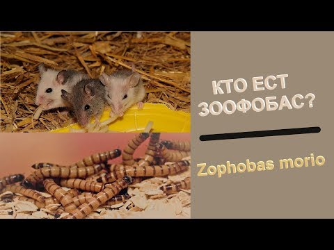 Видео: Кто ест зофобас? кого кормить зофобасам?