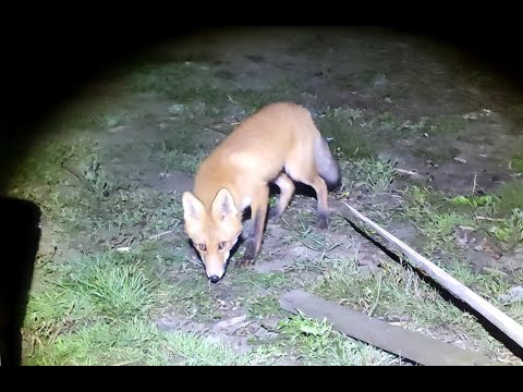 Видео: ЧАРЫШ - ты чё дуришь