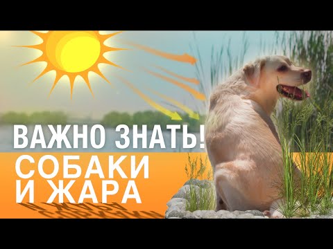 Видео: Как не навредить собаке летом? Стрижка помогает от перегрева?