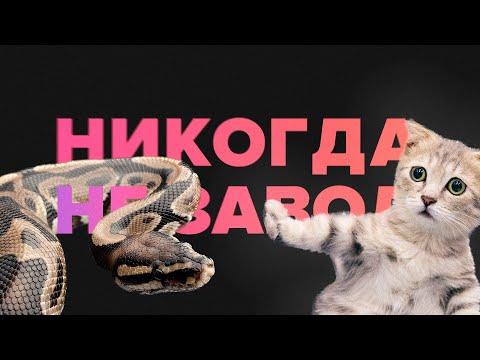 Видео: 5 причин НИКОГДА НЕ заводить удава