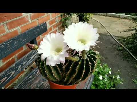 Видео: КАКТУС ПЯТОЕ ЦВЕТЕНИЕ. МИФ О ЗИМНЕМ ПОЛИВЕ.