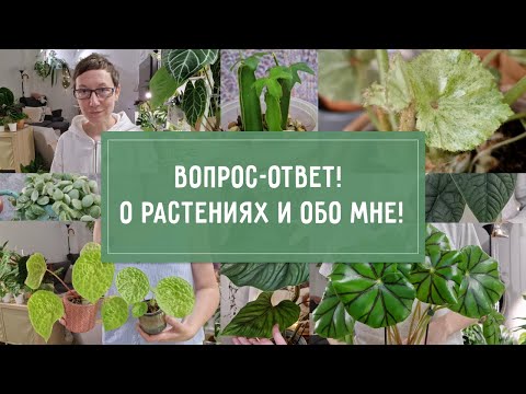 Видео: ВОПРОСЫ-ОТВЕТЫ! Обо Мне и о РАСТЕНИЯХ!