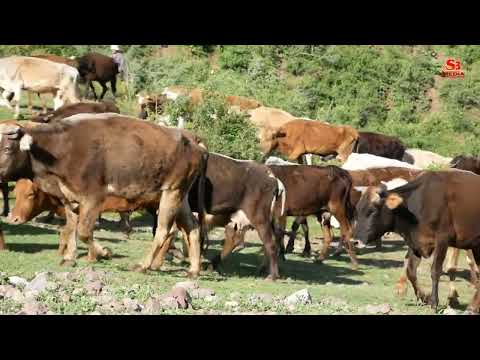 Видео: н.Тоҷикобод ҷ.д.Ширинчашма кисми 1