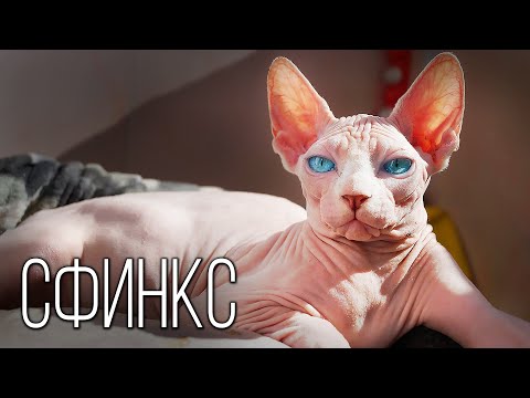 Видео: Сфинкс: Кошка-Друг | Интересные факты про породу кошек сфинкс