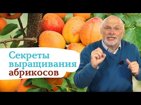 Видео: Как выращивать вкусные абрикосы на севере?