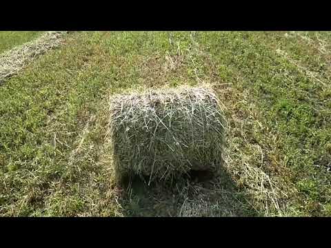 Видео: Синтай 220 с пресс подборщиком  0870