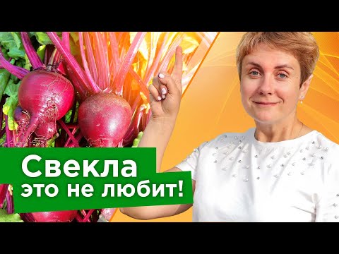 Видео: СВЕКЛА ЭТОГО НЕ ПРОСТИТ! Биолог рассказала, из-за каких 5 ошибок в уходе свекла плохо растет