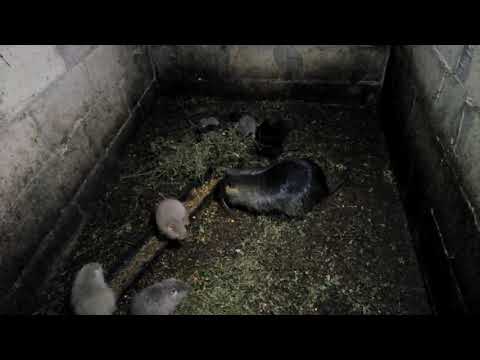 Видео: Почему нутрии НЕ растут?