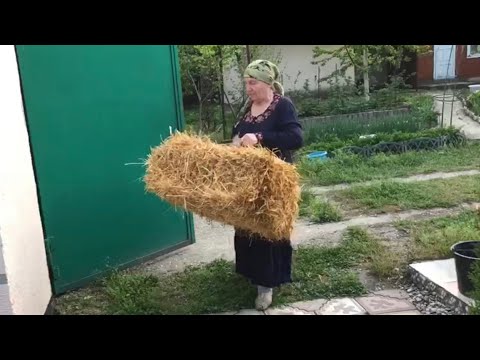 Видео: Под клубнику положила солому . Будут ягоды чистые 🍓🍓🍓