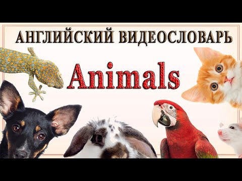 Видео: Английский видеословарь «1000 нужных слов». Тема: "Животные".