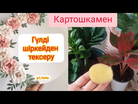 Видео: ГҮЛДІ ШІРКЕЙДЕН КАРТОШКАМЕН ТЕКСЕРУ. ДӘРІЛЕУ ОБРОБОТКА