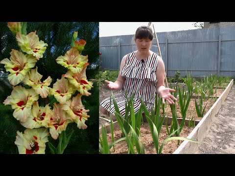 Видео: Уход за гладиолусами в начале роста